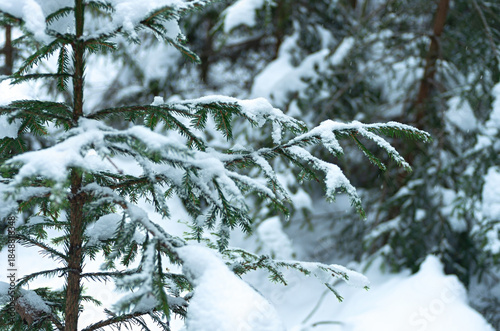snowy spruce branch in winter forest