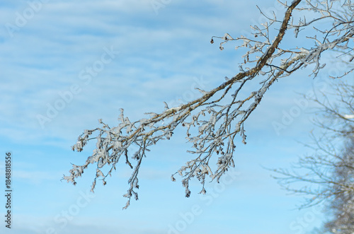 frosty alder branch with cone against blue winter sky