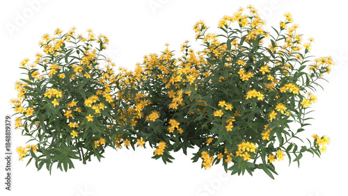  yellow flowers, bushy growth isolated