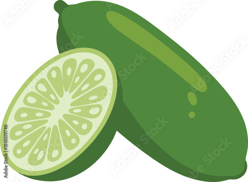 Detailed illustration of a fresh whole lime and a cross-section showing its segments