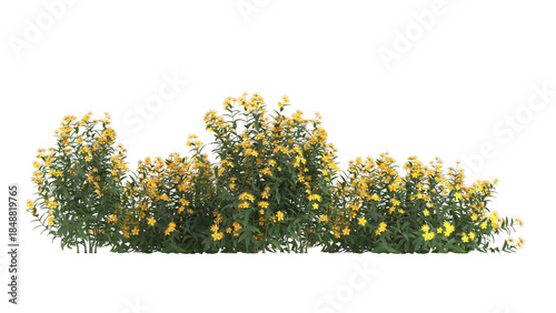  yellow flowers, bushy growth isolated