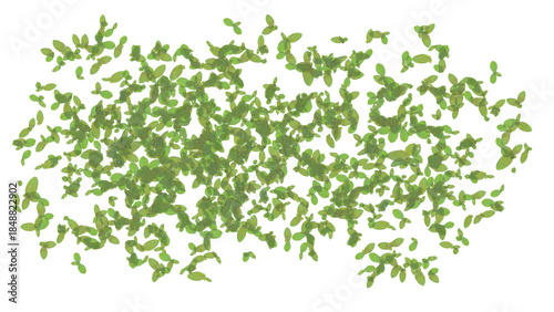 Tableau sur toile duckweed isolated