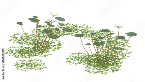 Tableau sur toile Various types of water plants, duckweed, pickere, water hyacinth