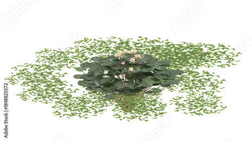 Various types of water plants, duckweed, pickere, water hyacinth
