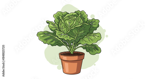 Detailed hand-drawn illustration of a healthy, leafy green cabbage plant growing in a simple terracotta pot against a soft green background.
