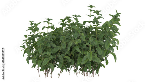 Various types of flowers plants bushes shrub and small plants isolated	
