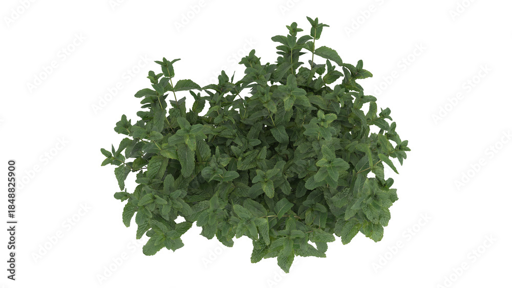 Obraz premium Various types of flowers plants bushes shrub and small plants isolated 