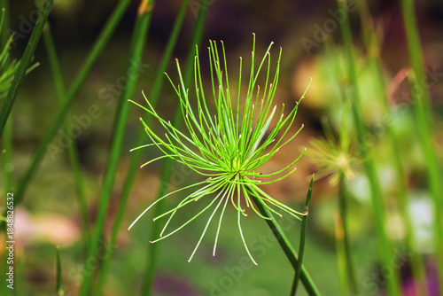 Closeup of bright green aquatic plant with delicate radial structure in natural environment. Concept of spring, growth, purity, water plants, botanical design