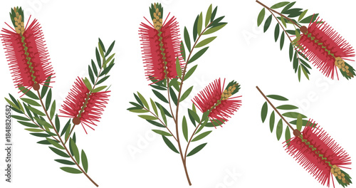 Bottlebrush plant branches with vibrant red cylindrical flowers and green leaves, botanical illustration for nature, garden, floral, and decorative design.