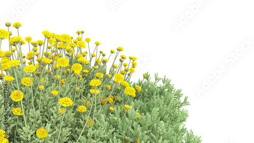 Various types of flowers grass bushes shrub and small plants isolated