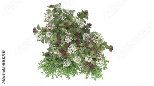 Various types of flowers grass bushes shrub and small plants isolated	
