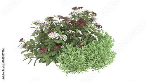 Various types of flowers grass bushes shrub and small plants isolated	
