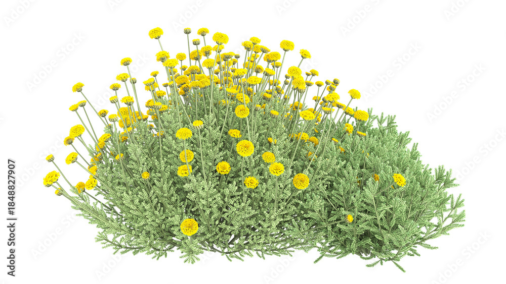 Fototapeta premium Various types of flowers grass bushes shrub and small plants isolated