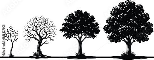 Tree growth stages, sapling to mature forest, seasonal nature cycle, environmental education, biology concept, foliage development, forest evolution