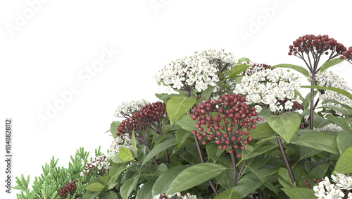 Various types of flowers grass bushes shrub and small plants isolated	

