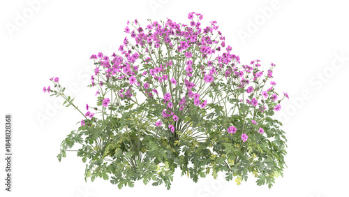 pink flower bush, spiraea japonica