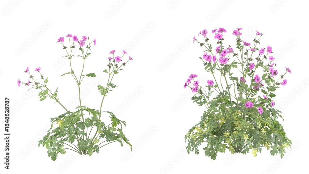 Naklejka premium pink flower bush, spiraea japonica