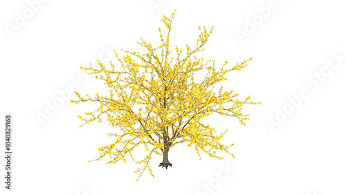 Forsythia bush, bright yellow flowers