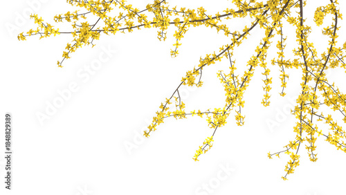 Variety of yellow tree branches isolated