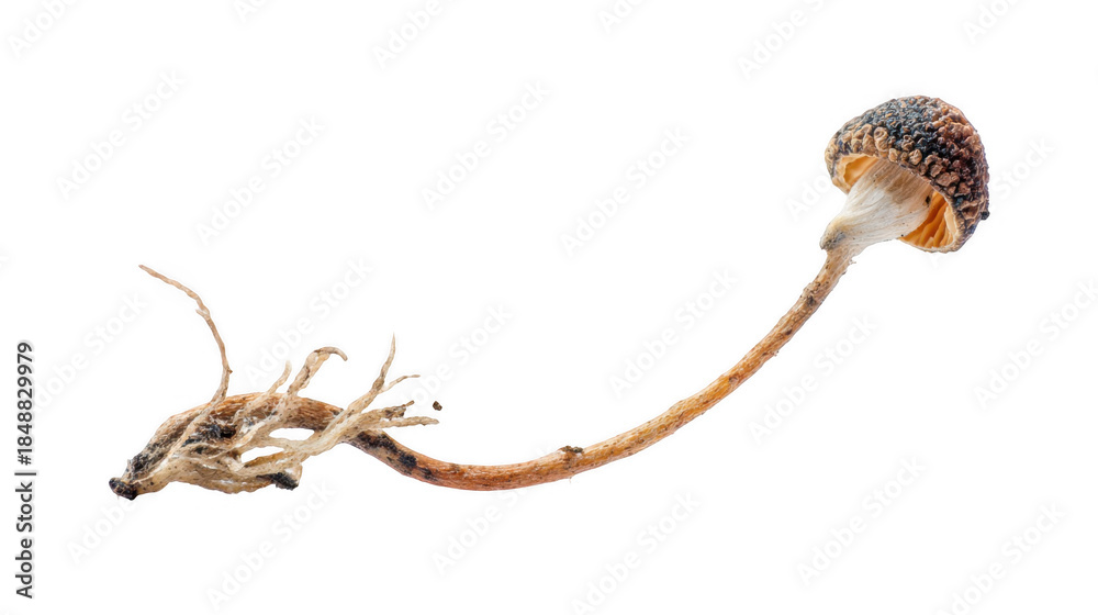 Fototapeta premium Cluster of newly formed mushrooms sprouting from fungal spores, showcasing delicate gills and slender stems, isolated on a transparent background, ideal for nature, biology, and scientific projects