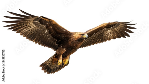 Photos Isolated majestic golden eagle soars through the air, wings spread wide, plumage