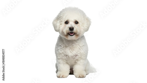 Isolated, fluffy white Bichon Frise dog sits patiently, posing, and looking forward at the camera