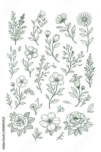 Hand Drawn Wild Herb and Botanical Illustration Vector Set in Minimal Vintage Line Art Style for Natural Product Labels and Herbal Design