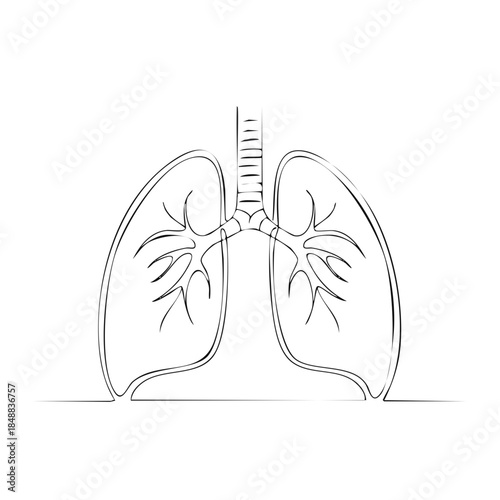 Minimalist Illustration of Lungs, Trachea, and Bronchial Tree for Medical or Educational Use