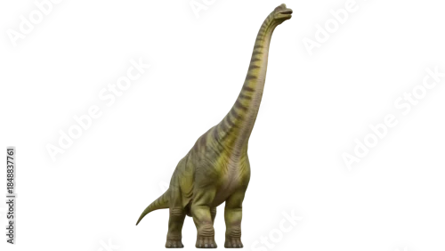 Fototapeta Isolated dinosaur sauropod is a prehistoric beast with long neck and small head viewed from the front