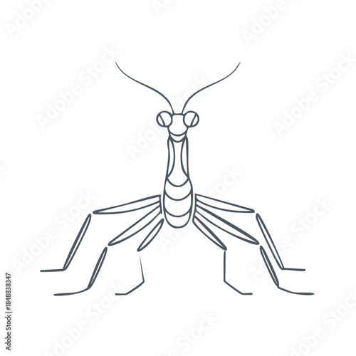 Minimalist Mantis Insect Illustration Delicate Outline Graceful Anatomy