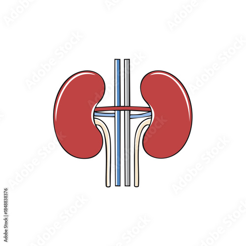 Human Kidney Anatomy Illustration Internal Organs Structure Medical Diagram Educational Model Renal System Healthcare Drawing