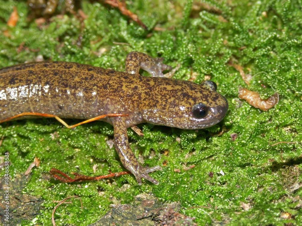 Fototapeta premium Closeup of the rare Japanese Tsushima salamander, Hynobius tsuensis sitting on green moss