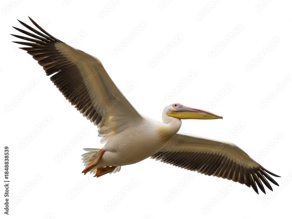 Obraz premium Isolated pelican soars gracefully spreading its massive wings in aerial flight across sky