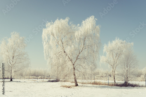 Peaceful winter landscape with frost-covered birch trees standing in a snow-covered field beneath a clear blue sky, conveying calm, cold weather, minimalism, and natural seasonal beauty