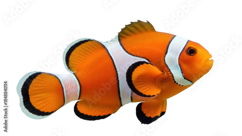 Isolated clownfish on neutral background, underwater sea life with orange and white stripes