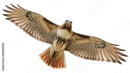 Photos Isolated soaring Red-Tailed Hawk with wings spread, bird of prey in flight, maje