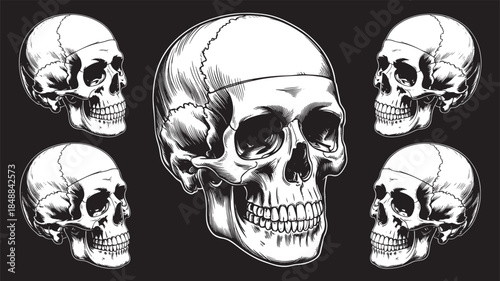 Human Skull Illustration Set – Detailed Anatomical Skull Vector Art in Black and White, Gothic and Horror Style Design