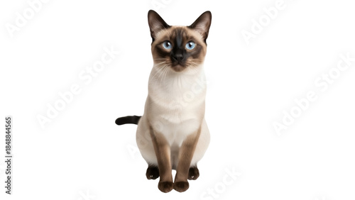 Foto Isolated Siamese cat sitting looking straight ahead, beautiful kitty with blue e