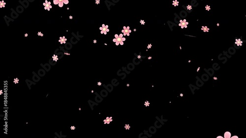 Overlay falling cherry blossom on a transparent background and black background for a floral spring design. Ideal for graphic design projects and seasonal promotions.