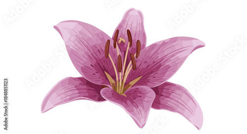 Single blooming pink lily flower with detailed stamens and petals, illustrated in a beautiful, soft painterly style on a white background.