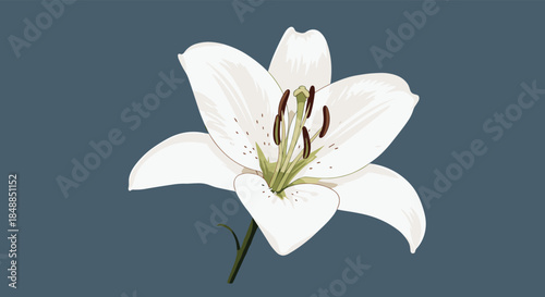 Elegant single white lily flower with a green stem, beautifully illustrated on a solid dark blue-gray background for a classic look.