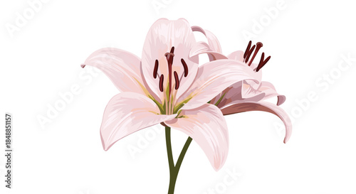 Beautiful illustration of two delicate light pink lily flowers blooming on a single green stem, isolated on a white background.