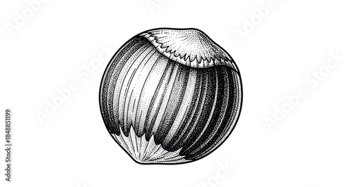 Single hazelnut illustration in a detailed, vintage black and white engraving style, isolated on a white background for food design.