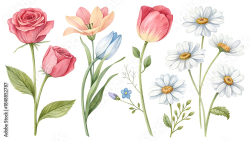 Hand painted watercolor floral collection with vibrant pink roses, white daisies, and pastel tulips on white.