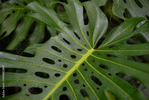 Monstera is a large tropical plant, a vine, a genus of the Araceae family. Wallpaper. Space for text.