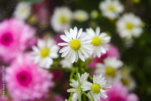 close up of Aster flowers in the garden