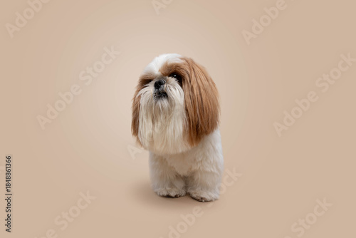 Shih Tzu Dog Standing in Studio on Neutral Cappuccino Background