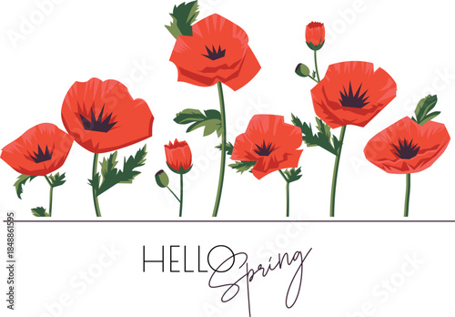 Floral border consisting of red poppies with the inscription "hello spring", vector postcard in a flat style.