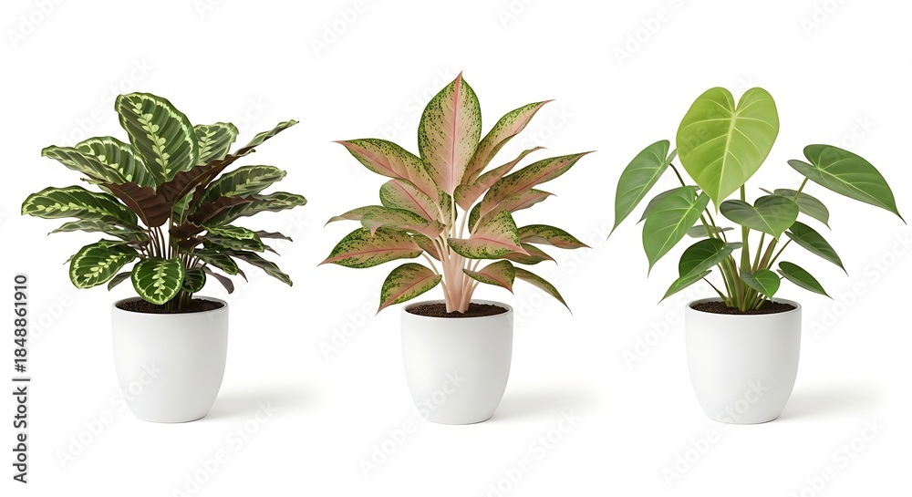 Obraz premium Three potted houseplants with green and pink leaves against a white background