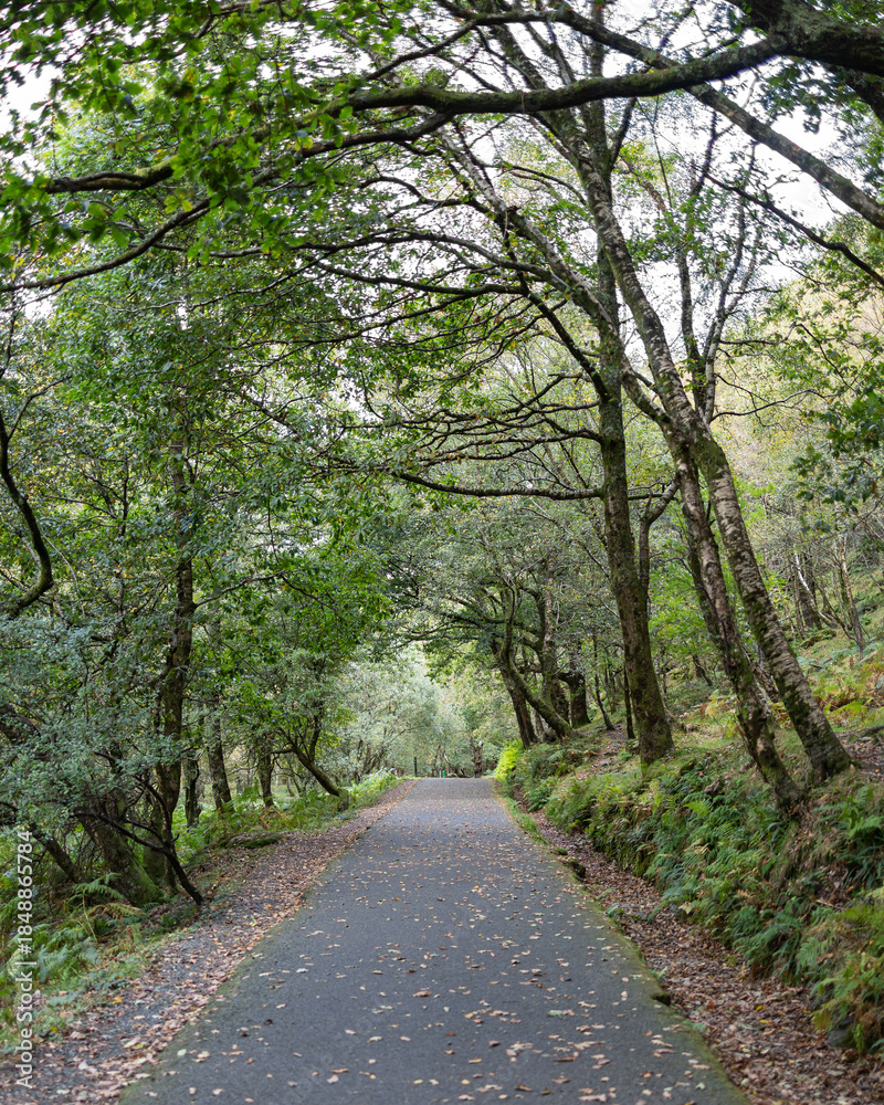 Fototapeta premium Paved Forest Path in Glendalough Ireland